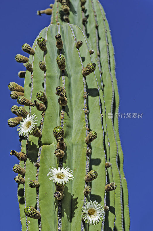 卡登仙人掌，Pachycereus pringlei，生长在科泰兹海的加泰罗尼亚岛。